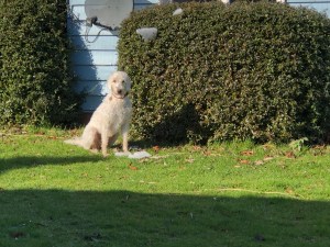 Dog looking quizzical with a pile of ice at her feet