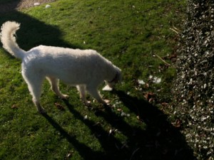 A big white shaggy dog with brown eyes and a black nose eats ice which is lying in a pile on the green grass