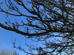 The bare branches of a horse chestnut tree stretch out across a cold crisp blue sky. The light has caught the shiny new buds just starting to appear.