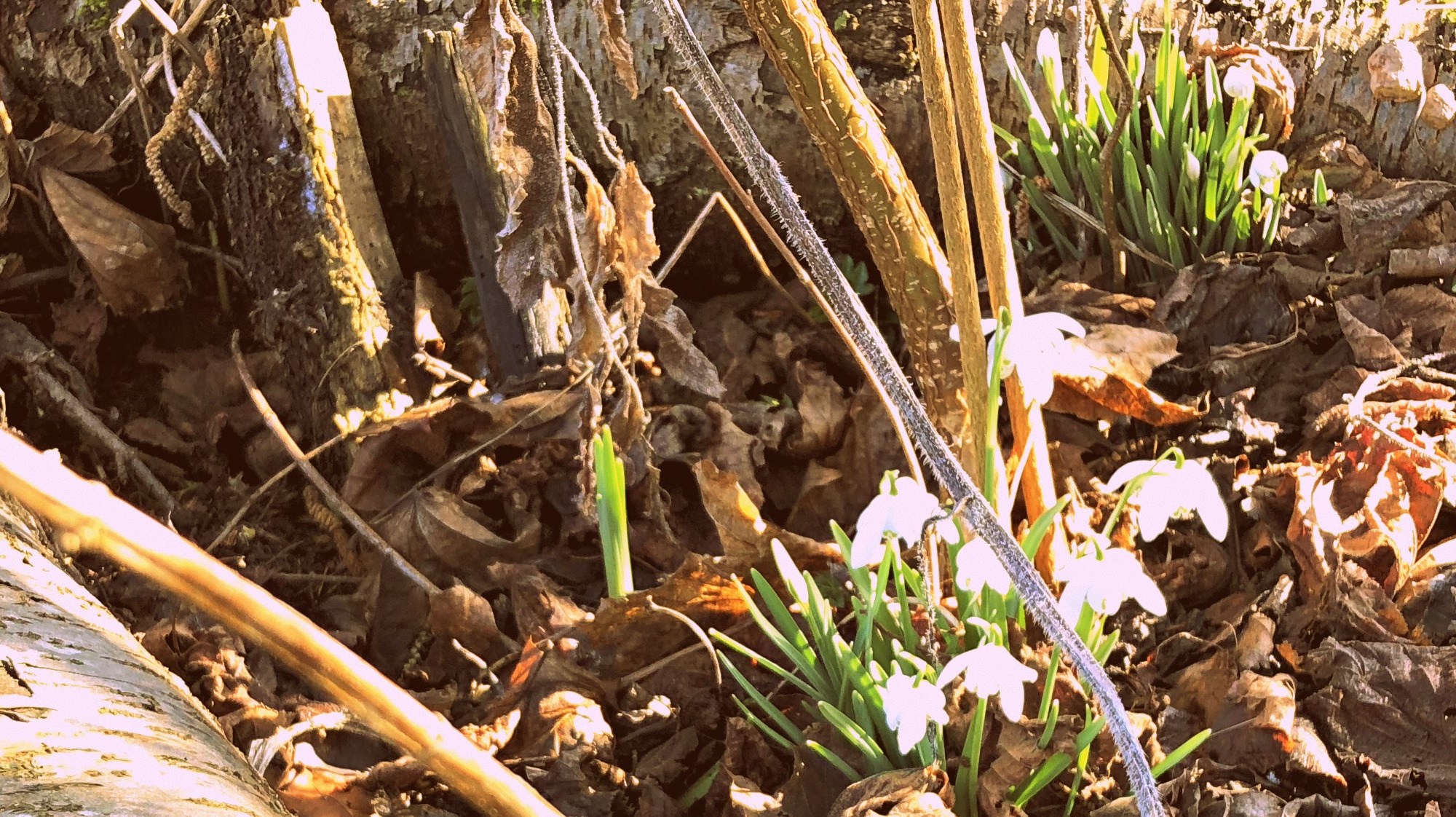 A close up of a woodland bed with tiny, bright which snowdrops peeping through a pile of brown and orange crunchy leaves. A thick, silver barked log lies across the front of the picture.