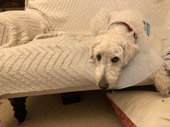 Dog looks mournfully into the camera - the cone stretches round her head like a giant Elizabethan ruff.