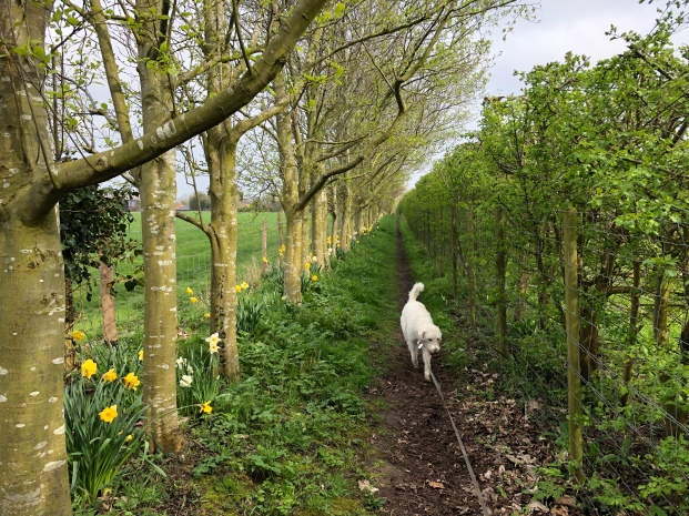Dog walking down a tree-lined path strung with bright yellow daffodils
