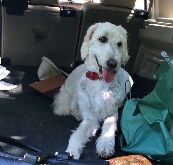 Guilty looking dog in back of car